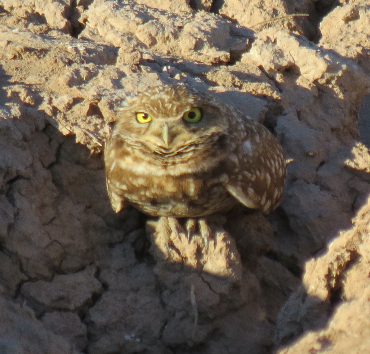 Burrowing Owl (Western) - ML200068291