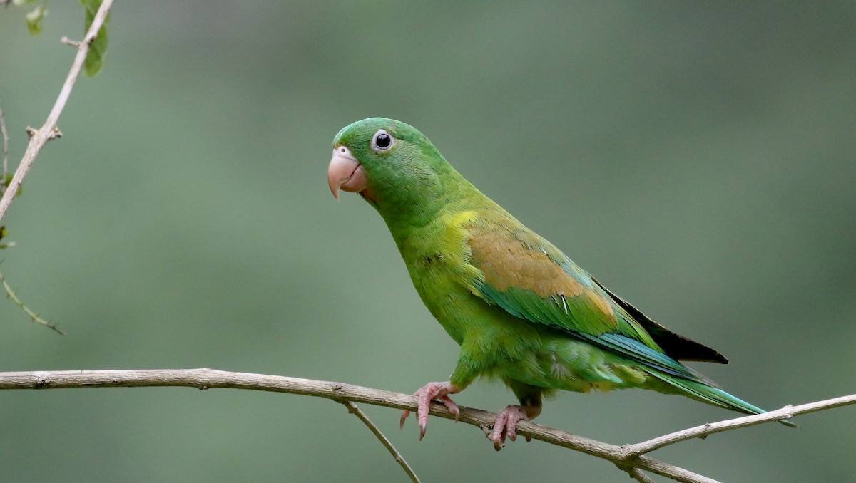 Orange-chinned Parakeet - Jay McGowan