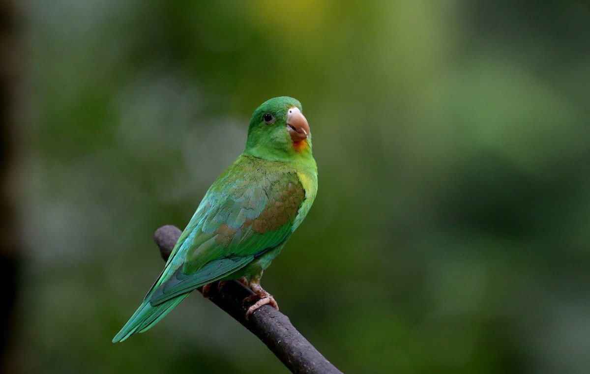 Orange-chinned Parakeet - Jay McGowan