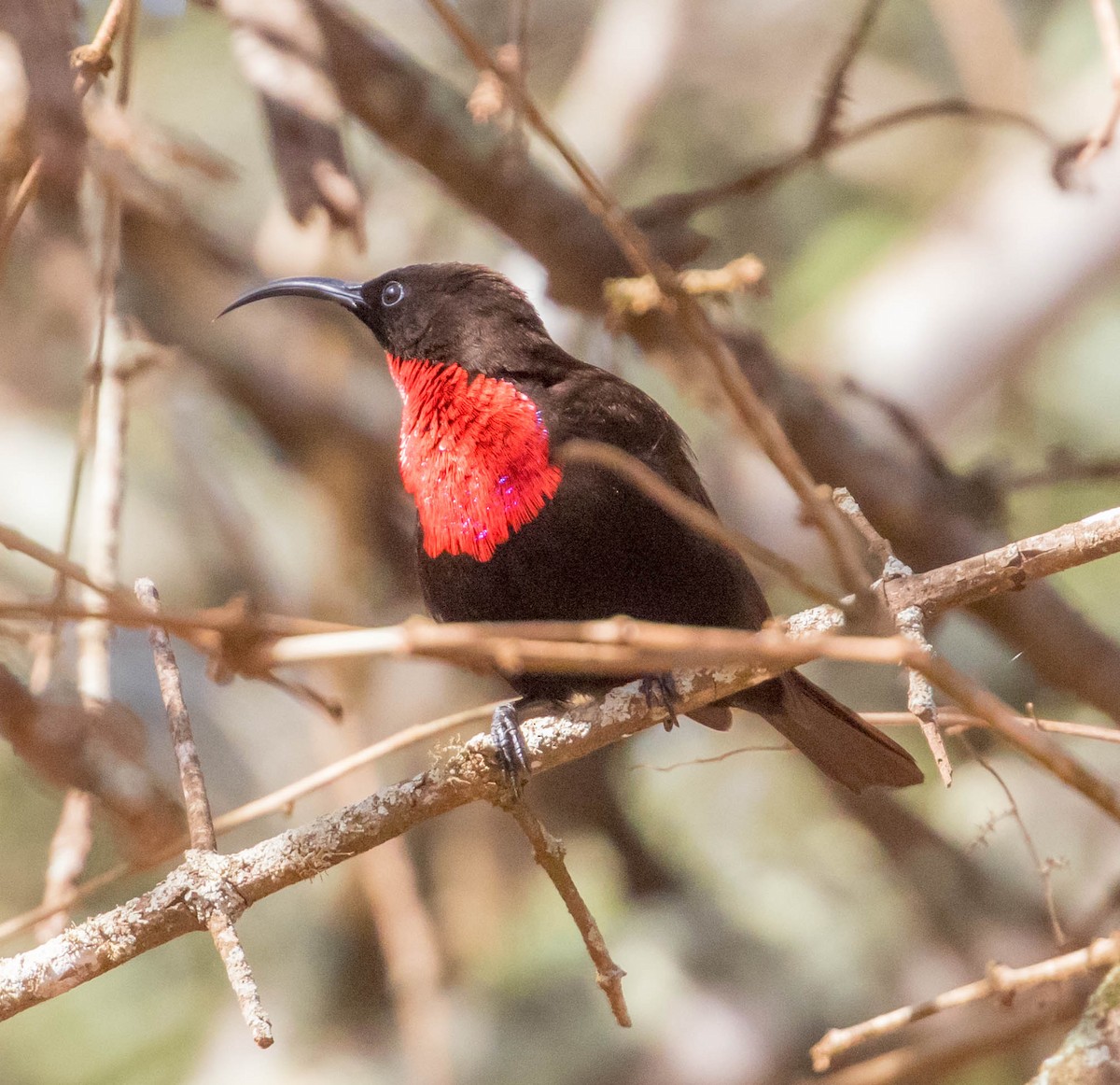 Scarlet-chested Sunbird - ML200072621