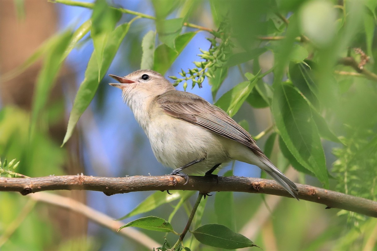 eBird Checklist - 24 May 2019 - Magee Marsh--Boardwalk - 36 species