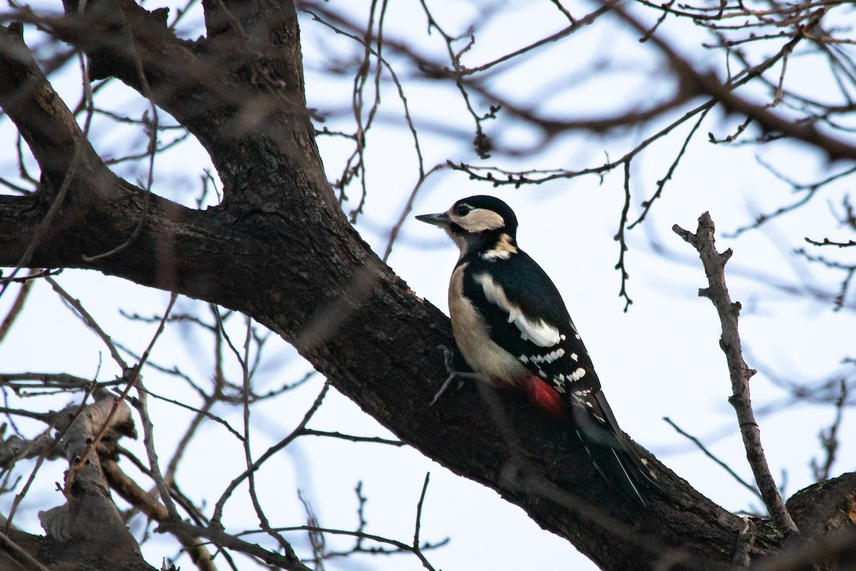 Great Spotted Woodpecker - André  Zambolli