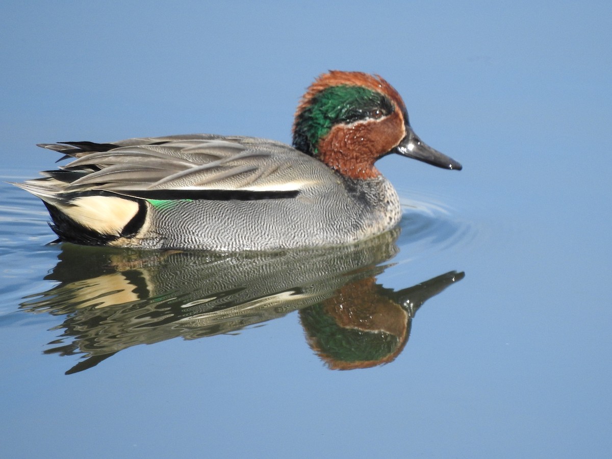 Green-winged Teal - ML200077021