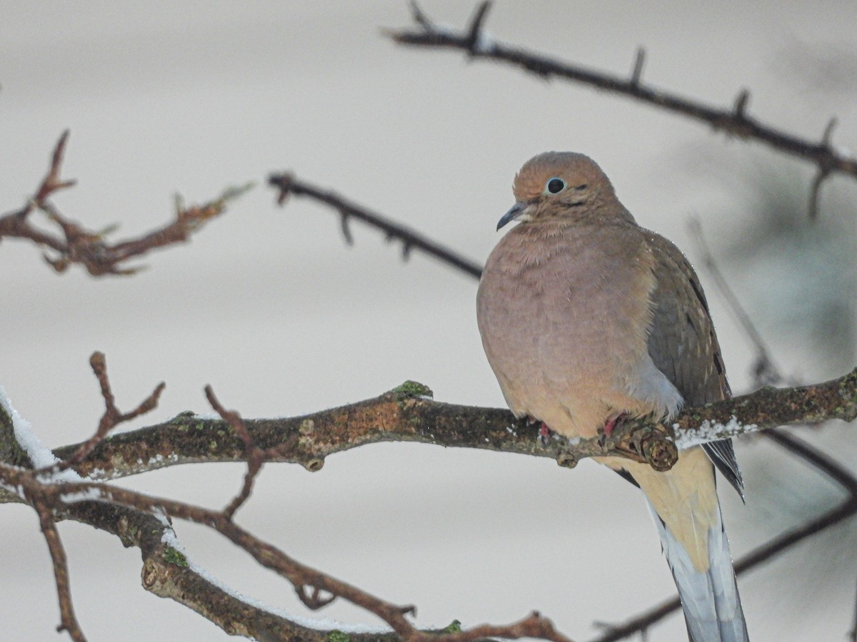 Mourning Dove - Manny Salas