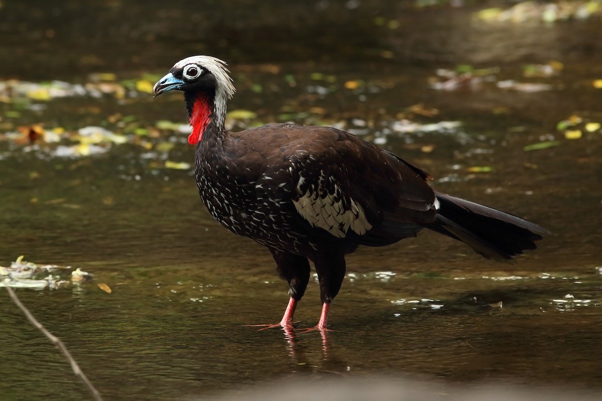 Black-fronted Piping-Guan - ML200079011