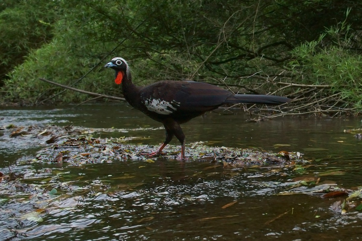 Black-fronted Piping-Guan - ML200079931