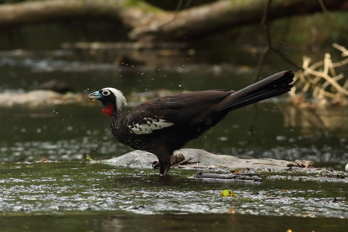 Black-fronted Piping-Guan - ML200080001