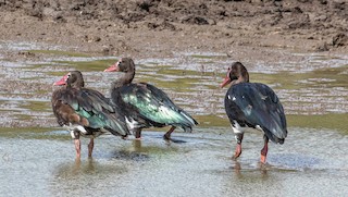 Spur-winged Goose, ML200081501