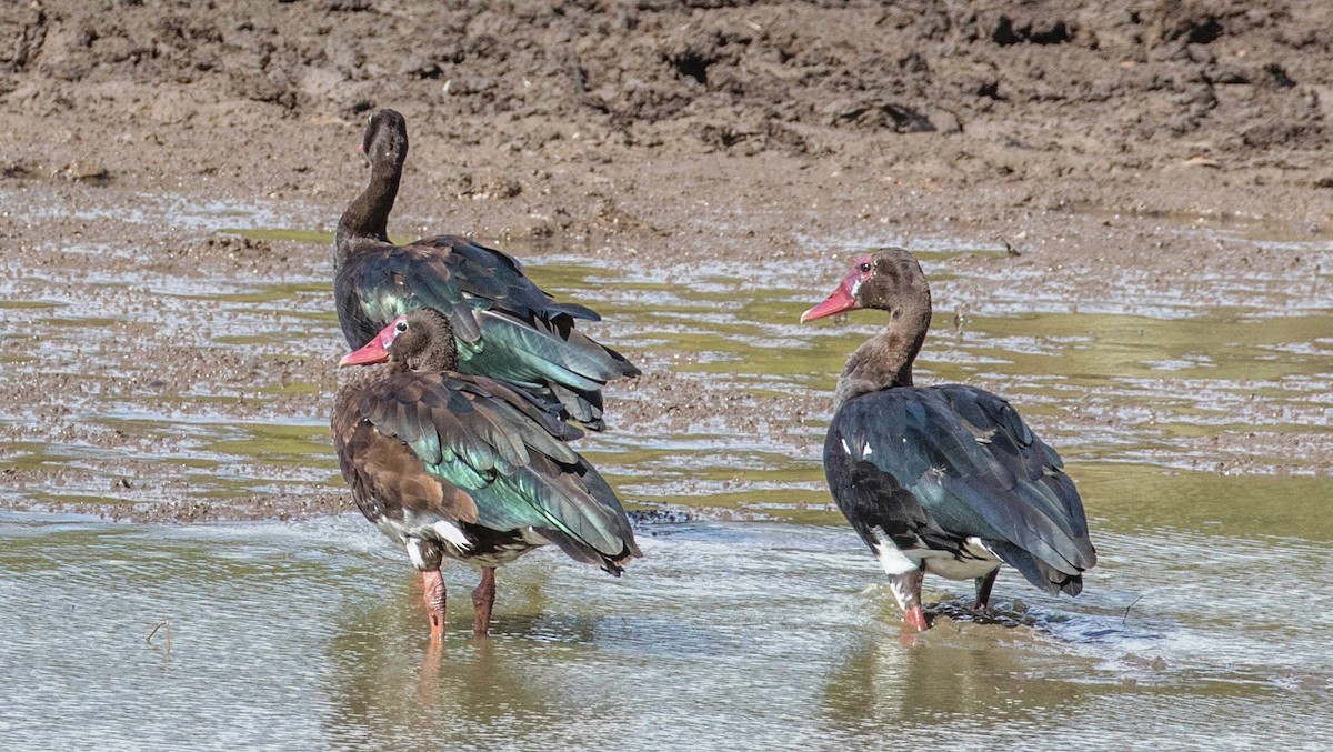 Spur-winged Goose - ML200081511