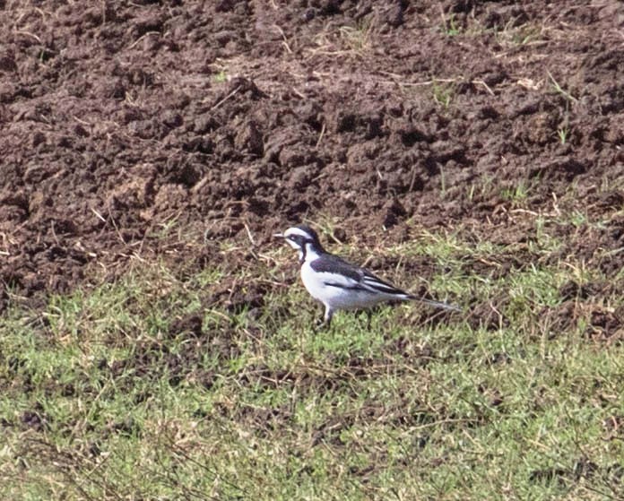 African Pied Wagtail - ML200081781