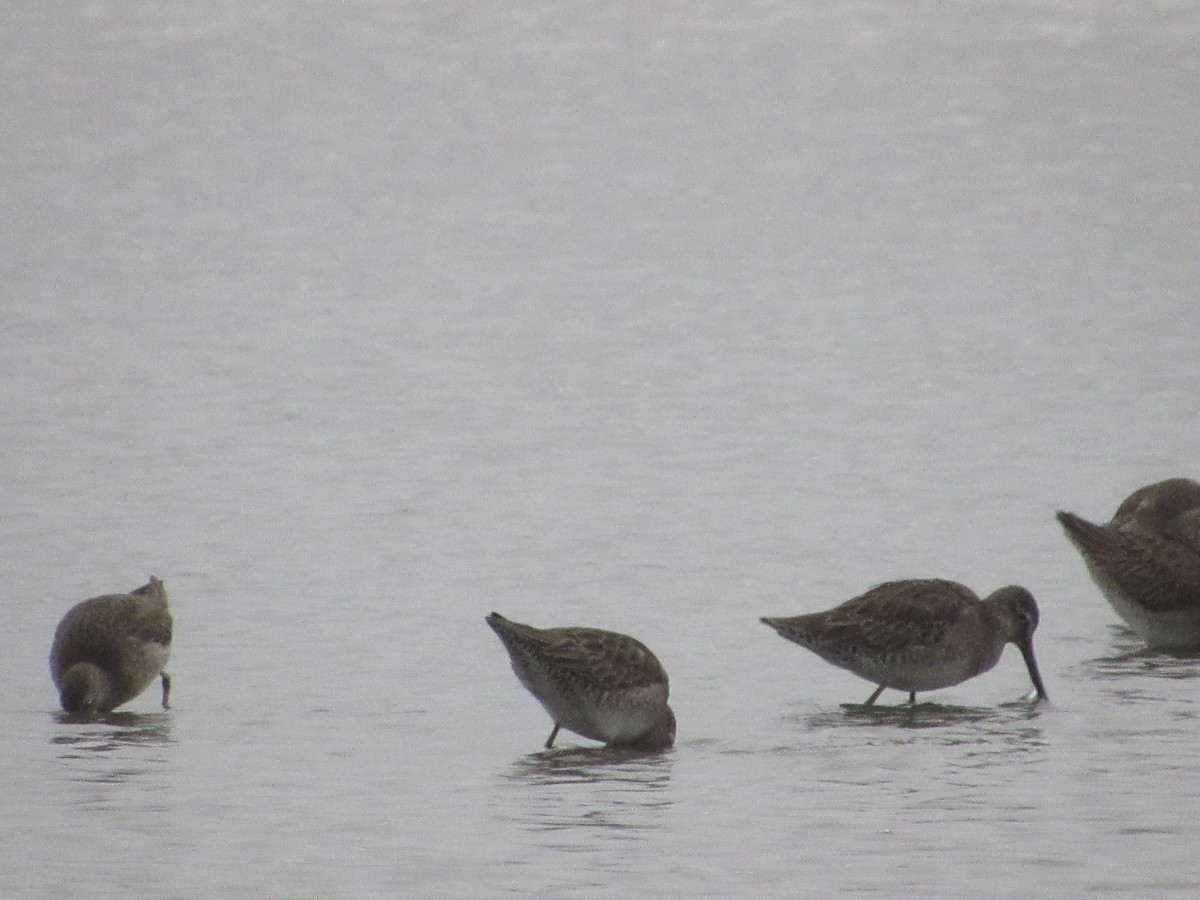 Long-billed Dowitcher - ML200090541