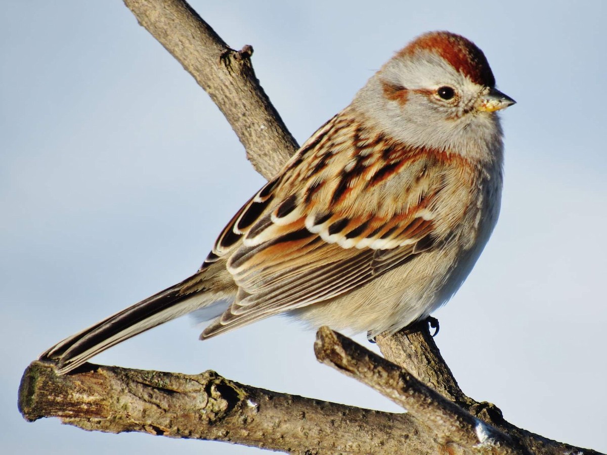 American Tree Sparrow - ML200093721