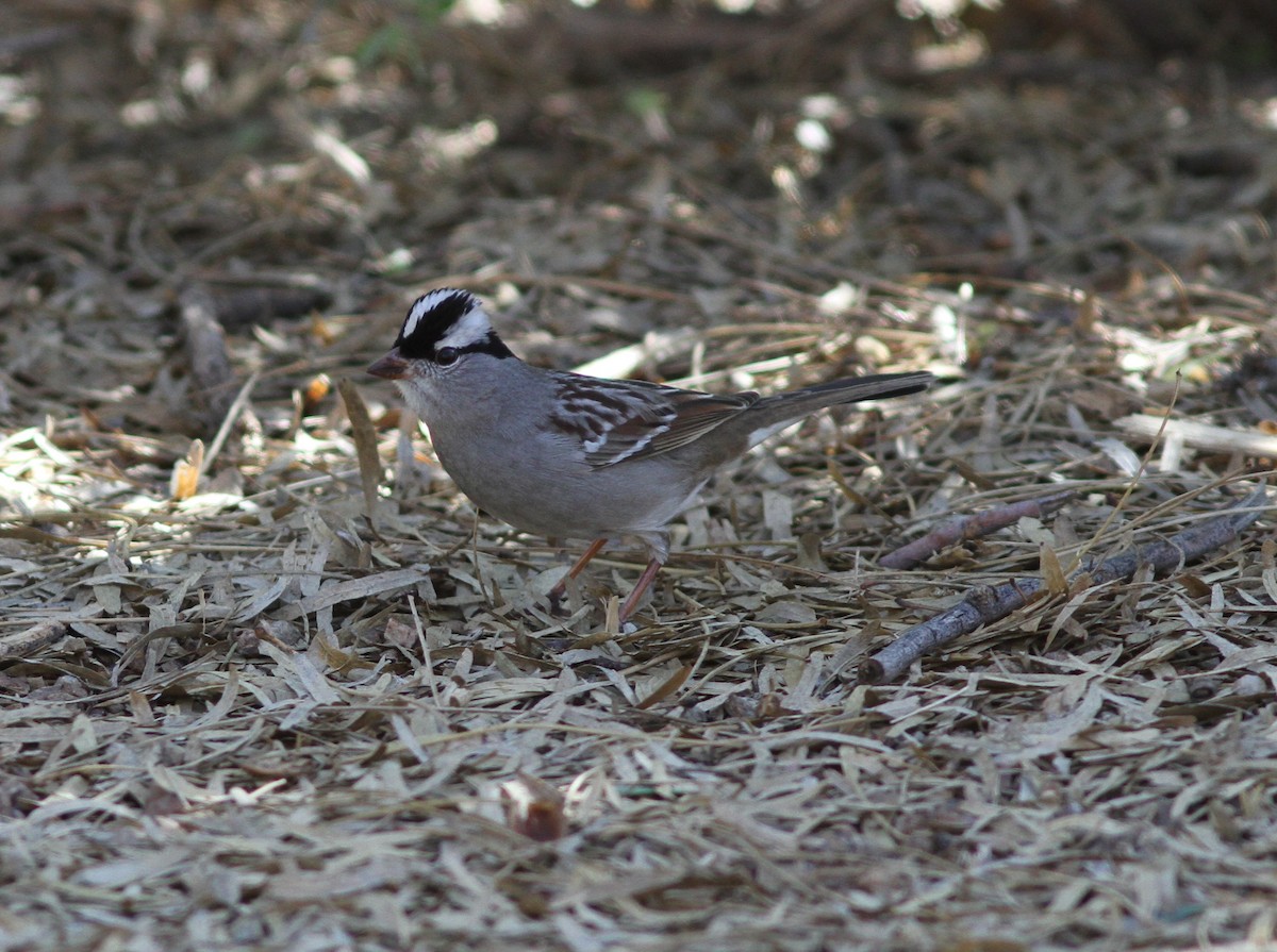 White-crowned Sparrow - Roy Morris