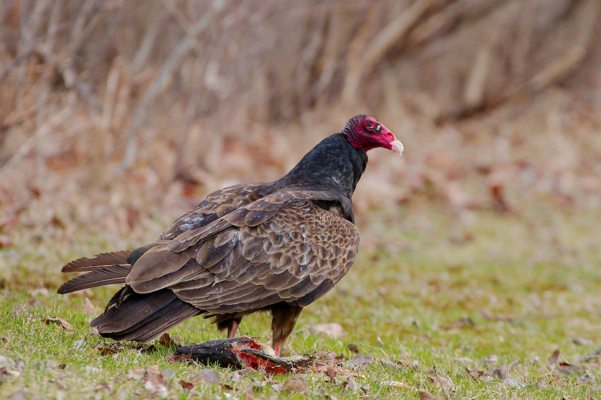 Turkey Vulture - Rick Beaudon