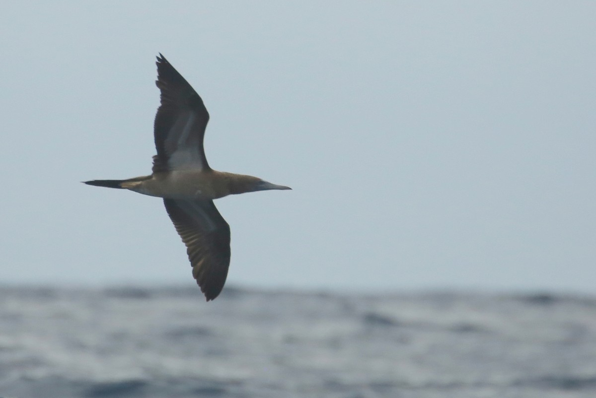 Brown Booby (Colombian) - ML200100341