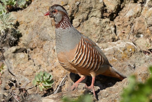 Barbary Partridge Ebird