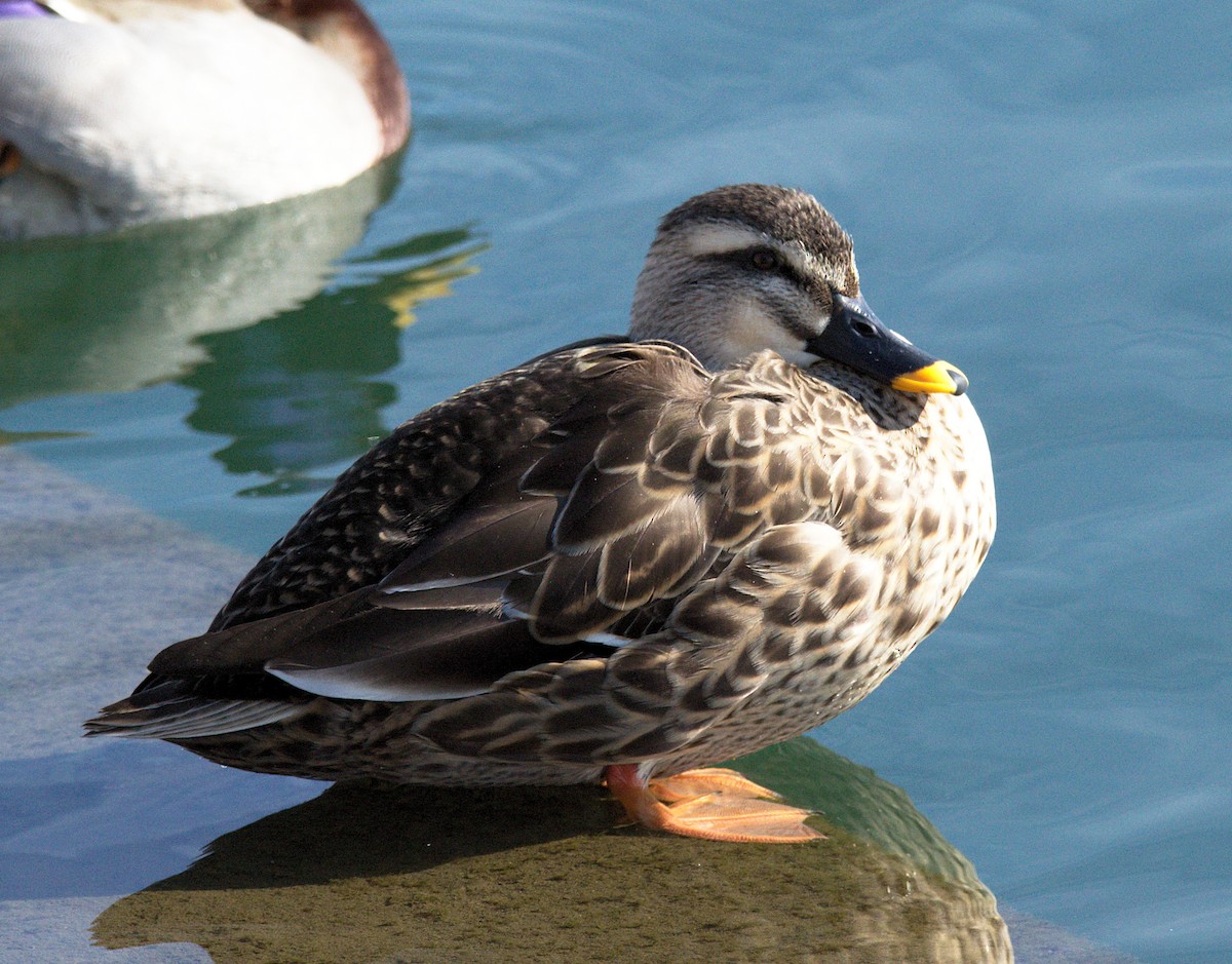 Eastern Spot-billed Duck - Kerry Loux