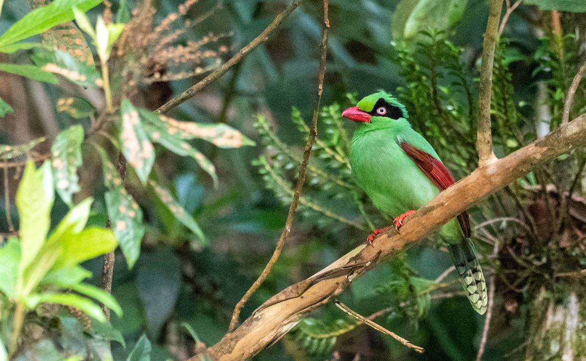 Bornean Green-Magpie - Forest Botial-Jarvis