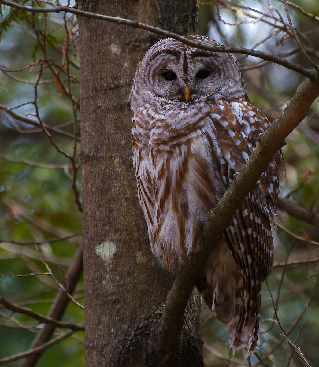 Barred Owl - Rick Beaudon
