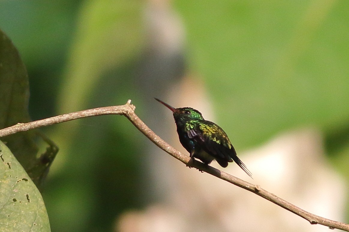 Violet-bellied Hummingbird - ML200125911