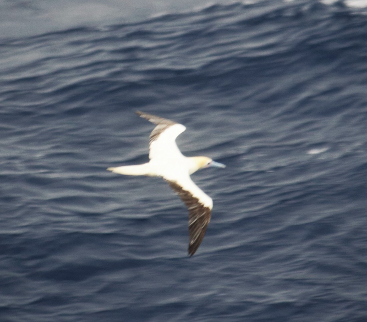 Red-footed Booby - ML200125971