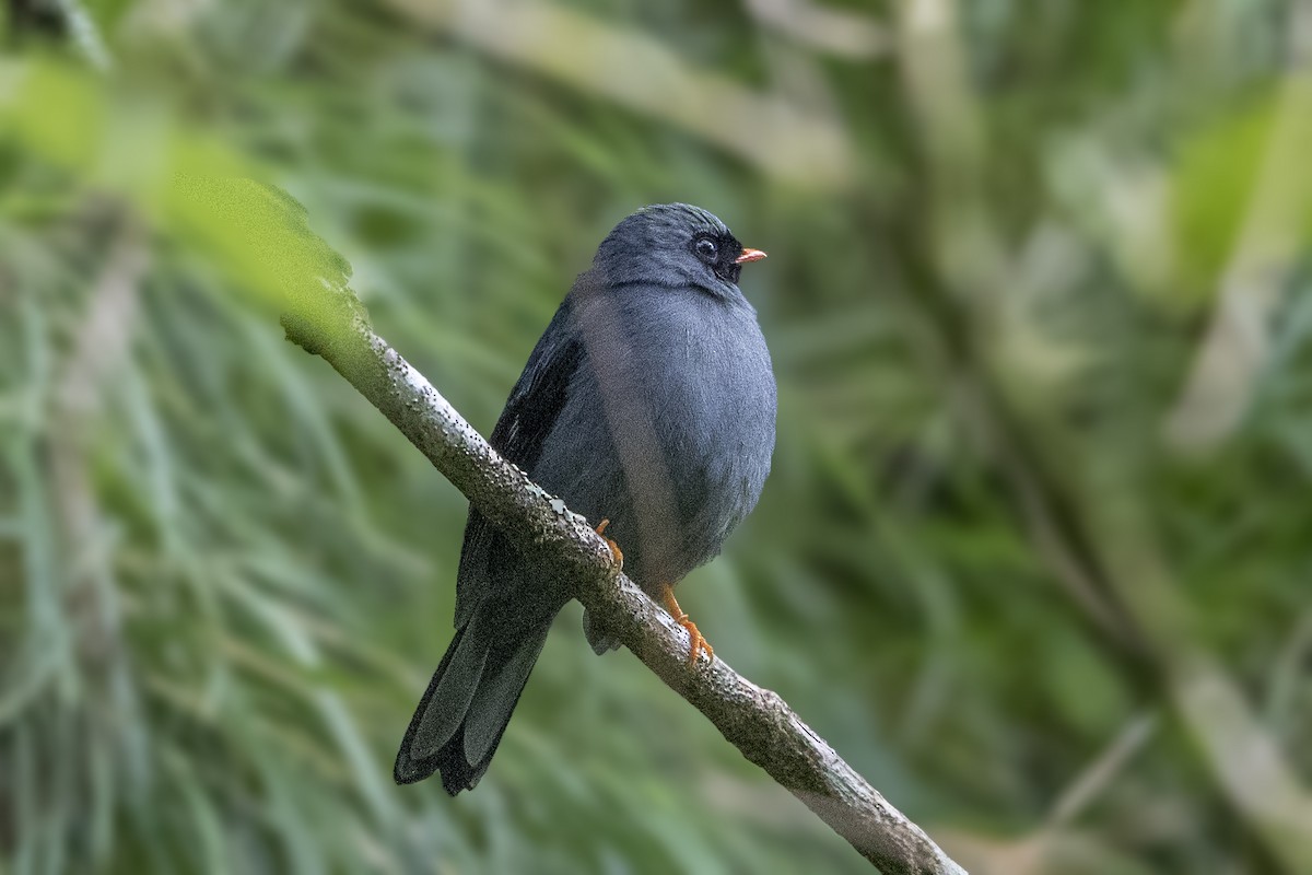 Black-faced Solitaire - ML200128461