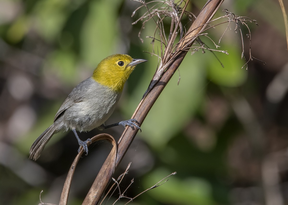 Yellow-headed Warbler - Leandro Arias