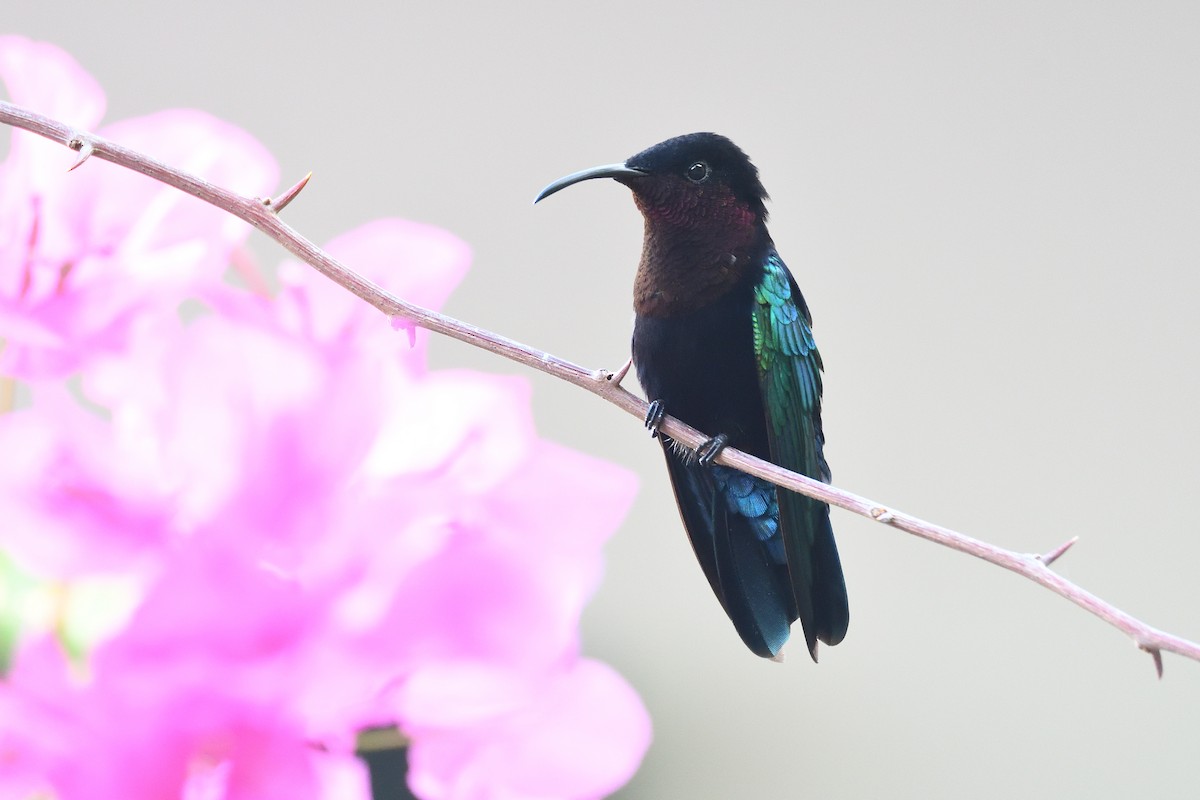 kolibřík nachovohrdlý - ML200132471