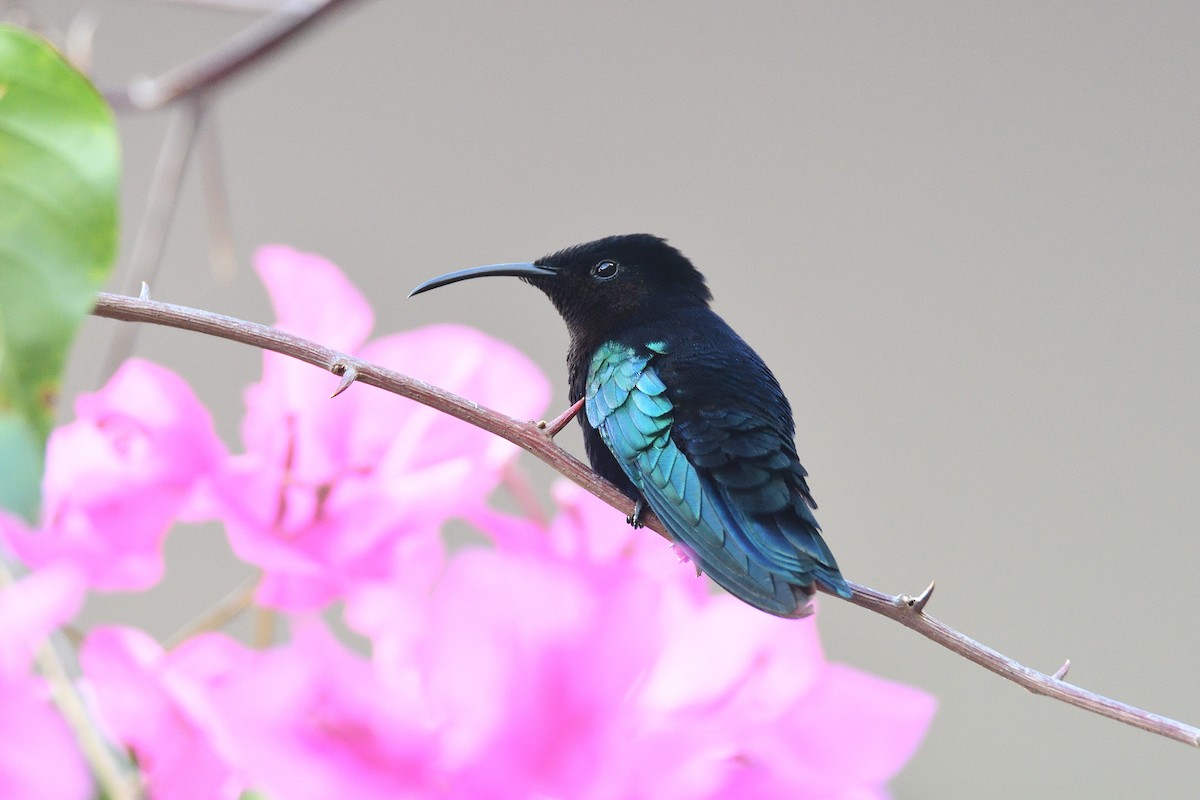 kolibřík nachovohrdlý - ML200132481