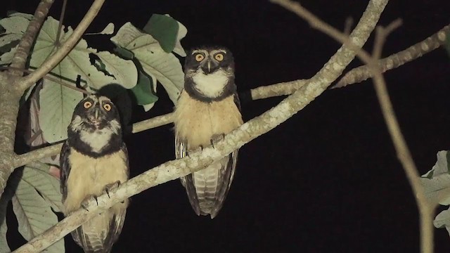 Spectacled Owl - ML200134521