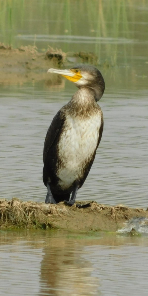 Great Cormorant - Ranjeet Singh