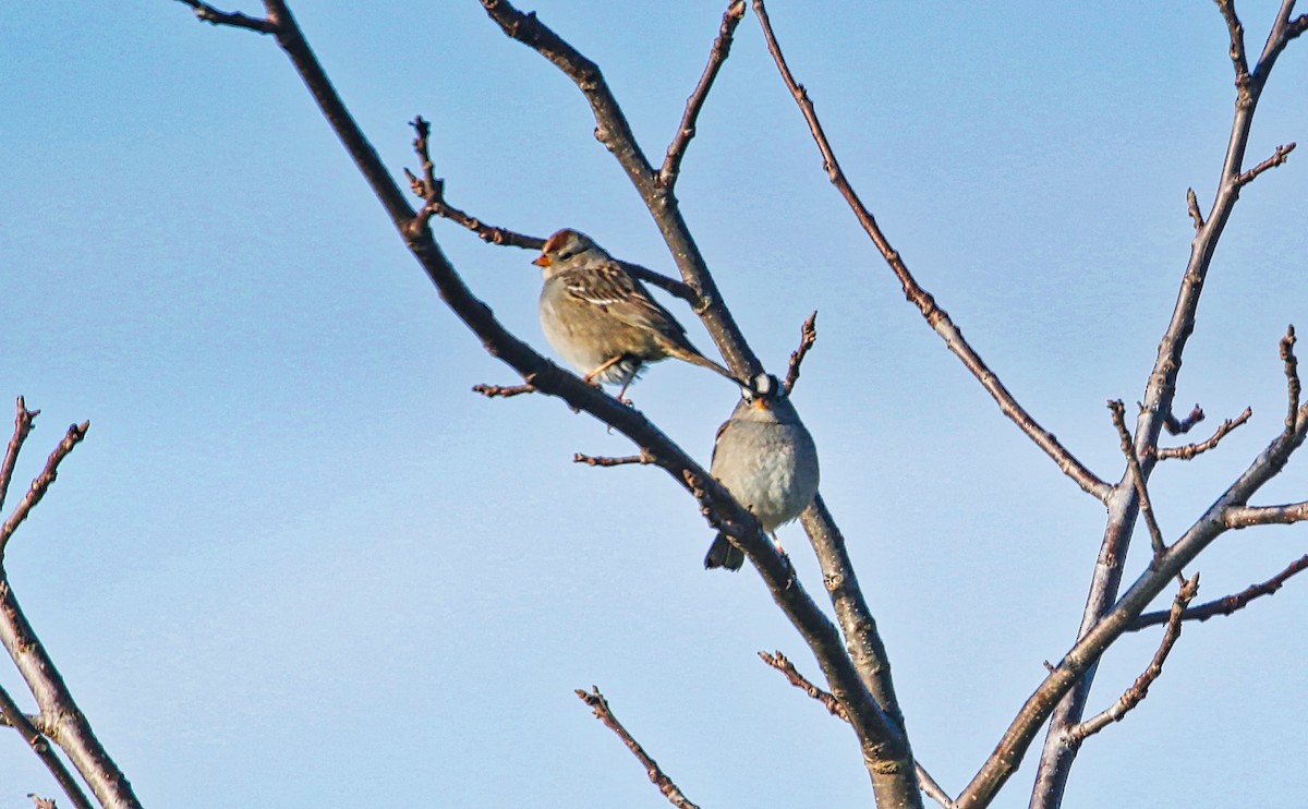 White-crowned Sparrow - ML200143271
