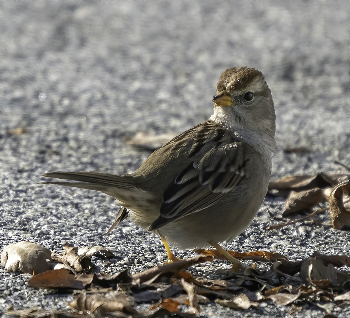 White-crowned Sparrow - ML200153021
