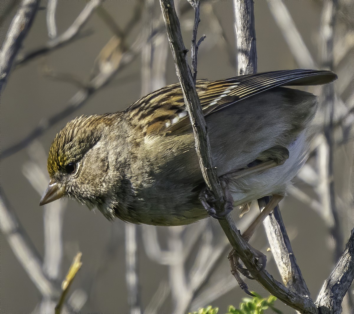 Golden-crowned Sparrow - ML200153031