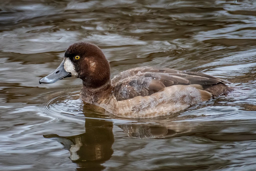 Greater Scaup - ML200153241