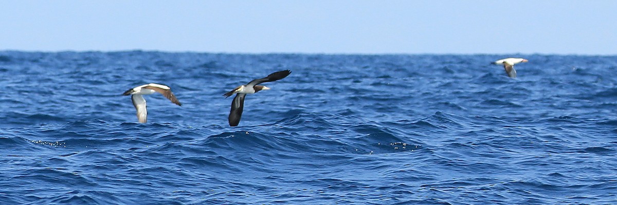 Brown Booby (Colombian) - ML200154141
