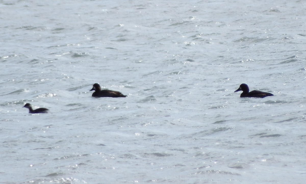 Greater Scaup - Nicholas Sly