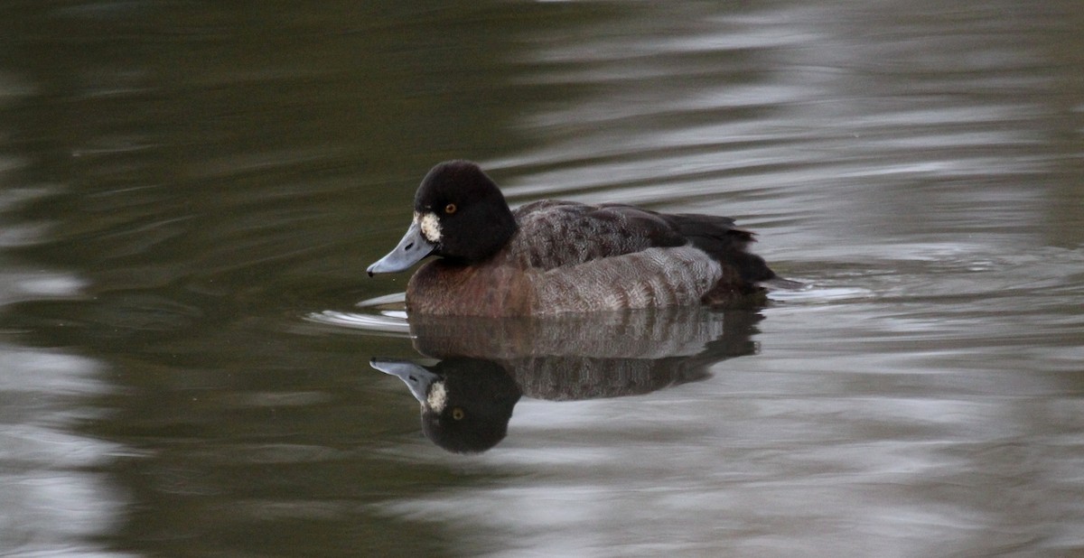 Greater Scaup - Nels Nelson