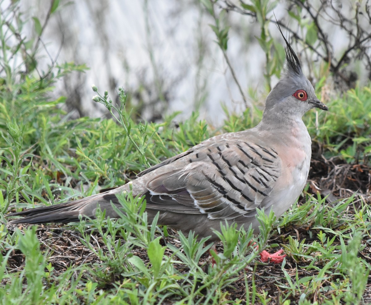 Crested Pigeon - ML200163441