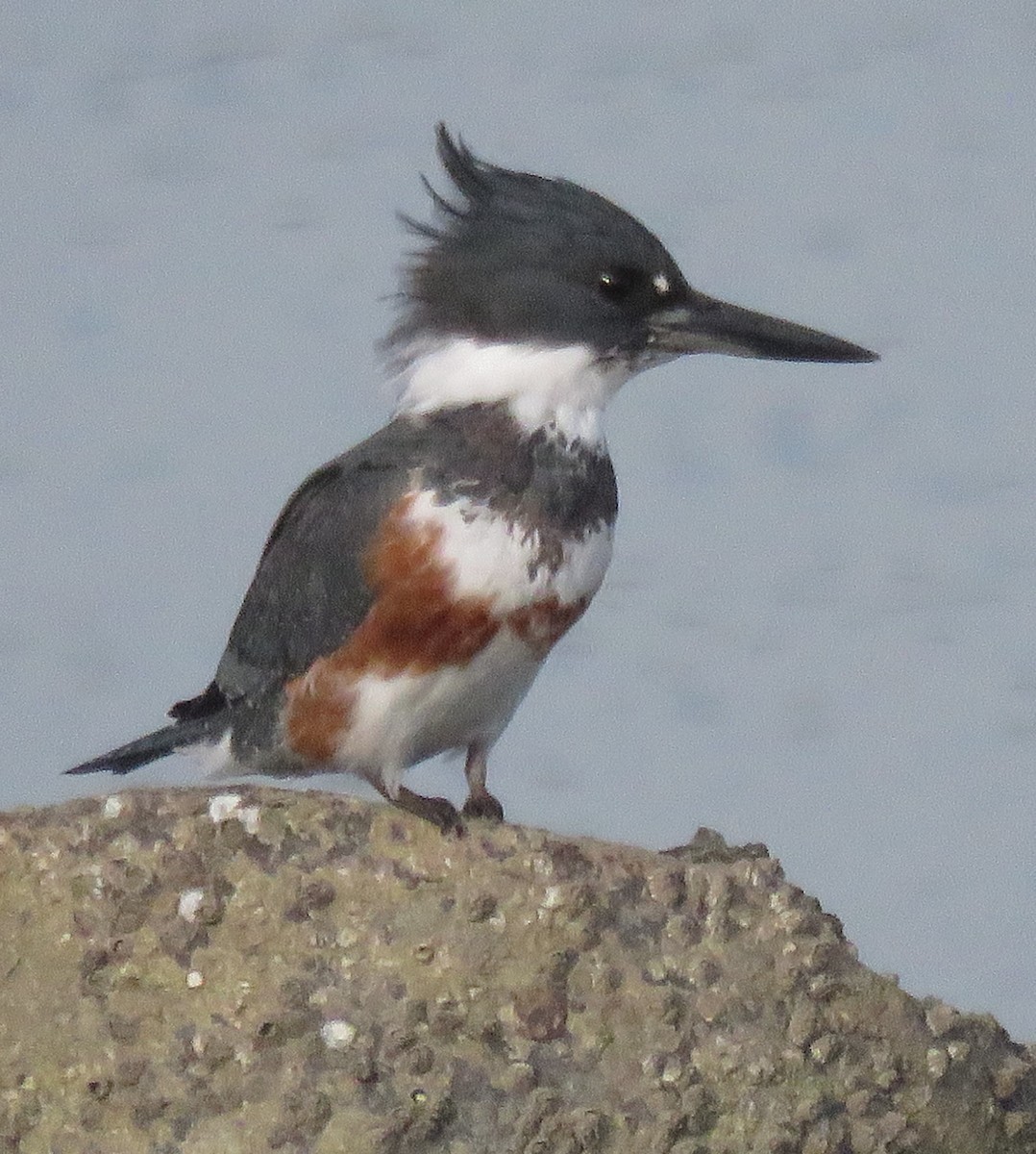 Belted Kingfisher - ML200166951