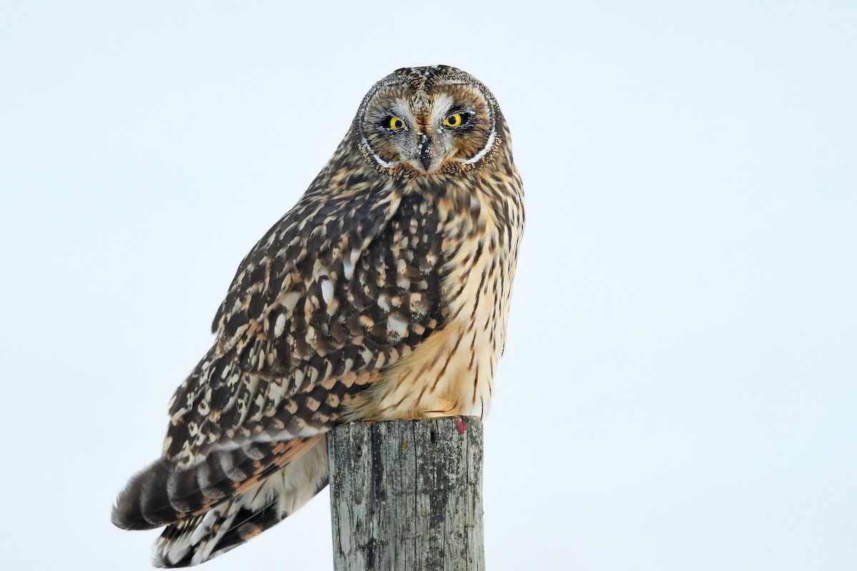 Short-eared Owl - ML200169051