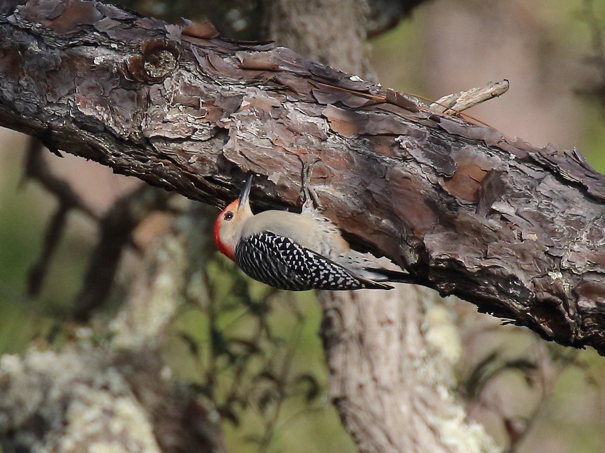 Red-bellied Woodpecker - ML200169071