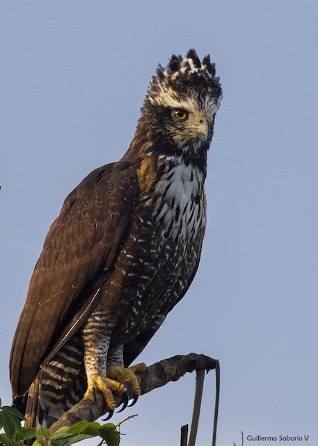 Aguila Crestuda Negra - eBird