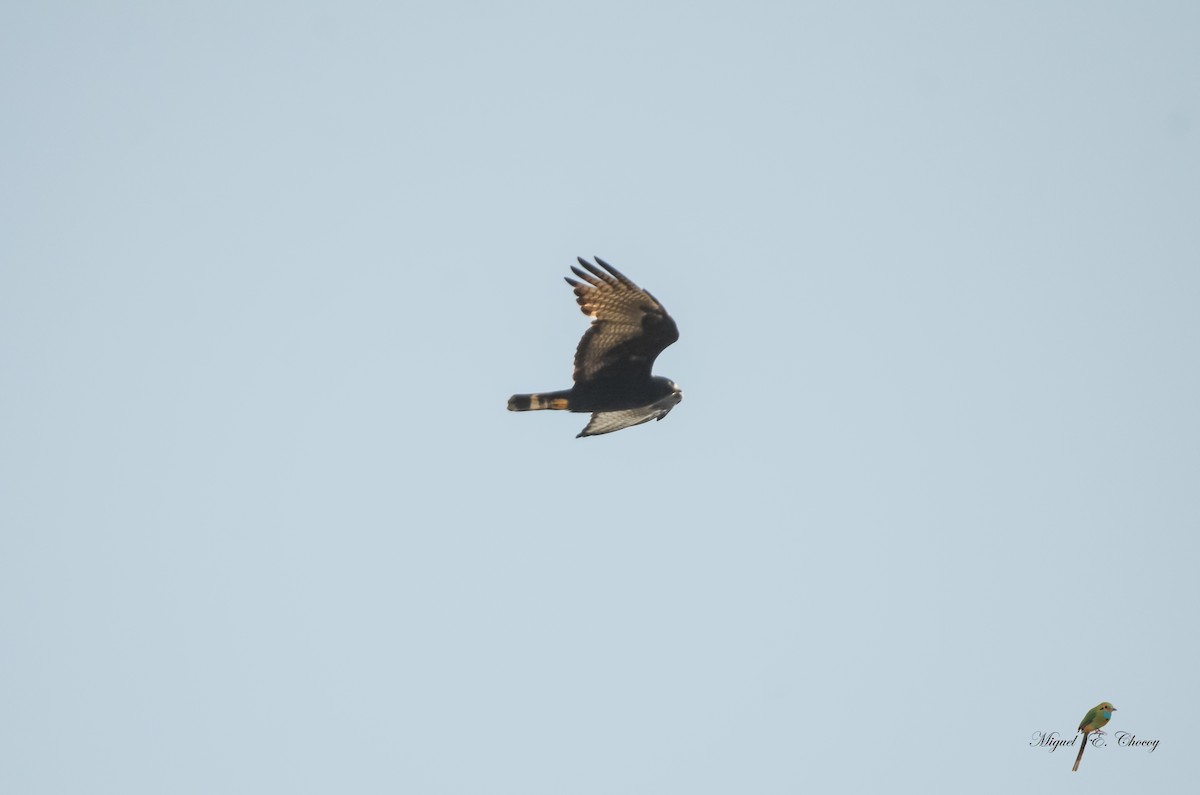 Zone-tailed Hawk - ML200176091
