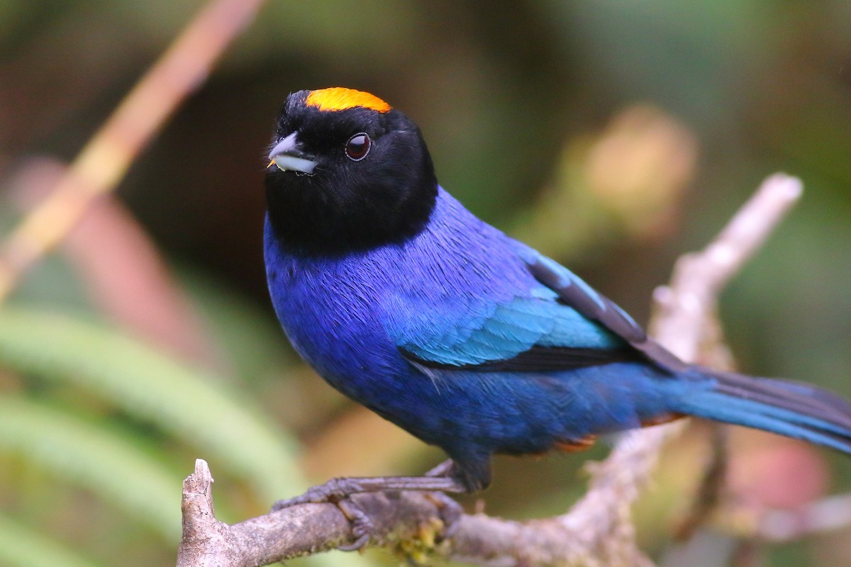 Golden-crowned Tanager - Sean Williams