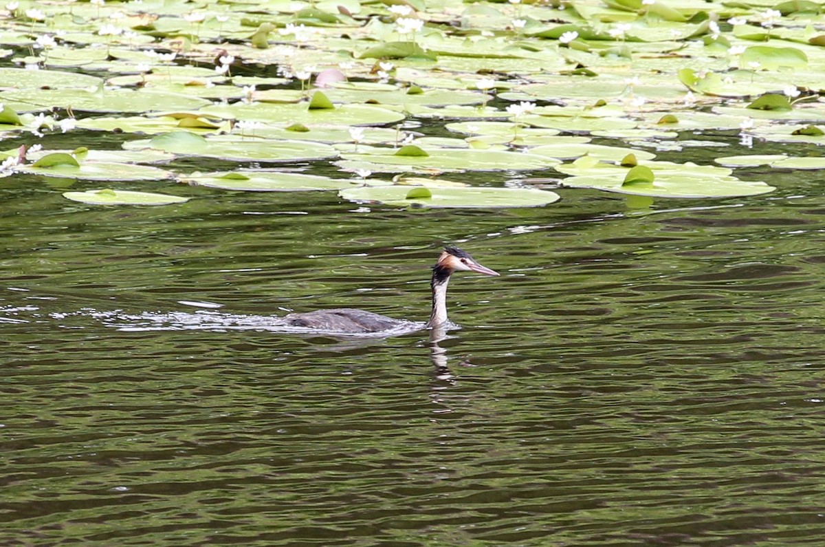 Great Crested Grebe - ML200178741