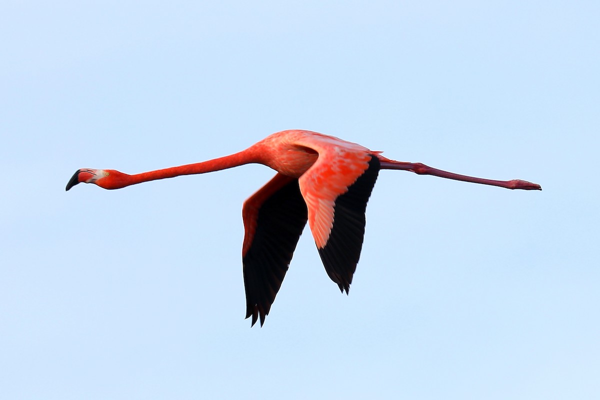 American Flamingo - Peter Kyne