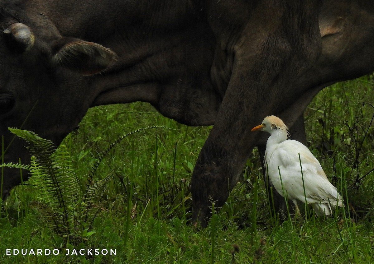 Western Cattle Egret - Eduardo  Jackson