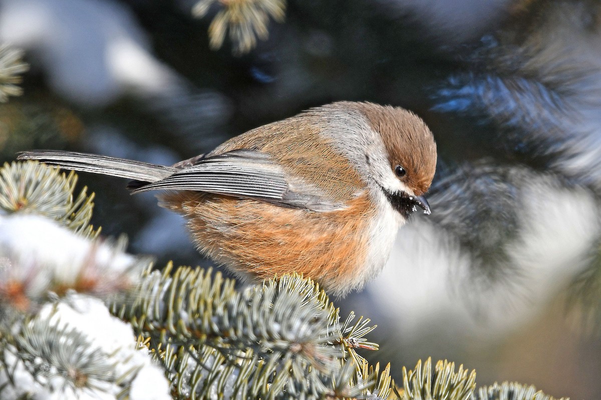 eBird Checklist 14 Jan 2020 EdmontonHermitage Park Bird Feeders