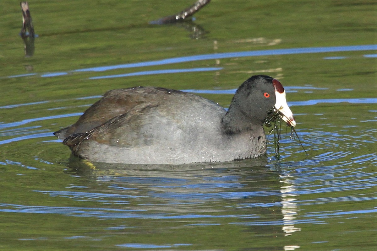 American Coot (Red-shielded) - Kent Forward